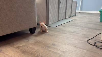 Bean , a female French Bulldog for sale in Colorado Springs, CO – 9 of 10