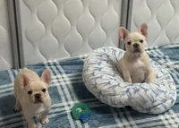 Bliss , a female French Bulldog for sale in Colorado Springs, CO – 6 of 10