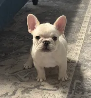 Bean , a female French Bulldog for sale in Colorado Springs, CO – 1 of 10