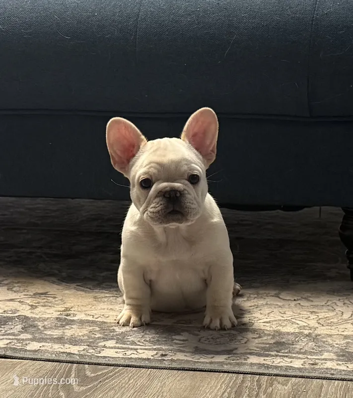 Bliss  – French Bulldog puppy for sale in Colorado Springs, CO