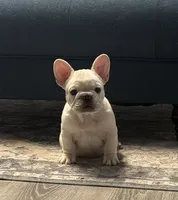 Bliss , a female French Bulldog for sale in Colorado Springs, CO – 8 of 10