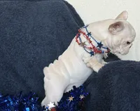 Bliss , a female French Bulldog for sale in Colorado Springs, CO – 2 of 10