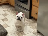 Blaze , a male French Bulldog for sale in Colorado Springs, CO – Photo 6 of 6