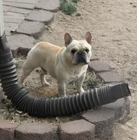 Blaze , a male French Bulldog for sale in Colorado Springs, CO – Photo 5 of 6