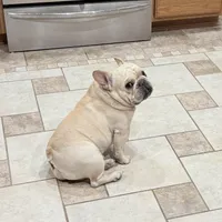 Blaze , a male French Bulldog for sale in Colorado Springs, CO – Photo 4 of 6