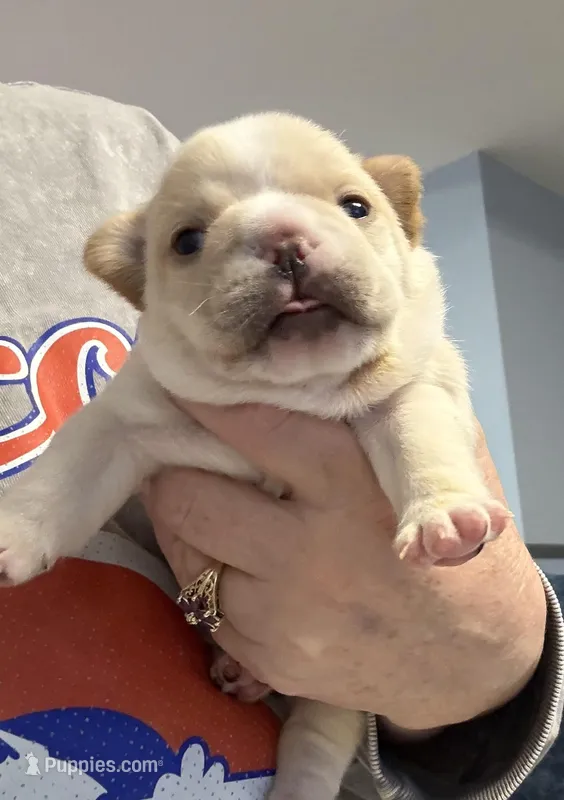 Blaze  – French Bulldog puppy for sale in Colorado Springs, CO