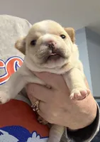 Blaze , a male French Bulldog for sale in Colorado Springs, CO – Photo 1 of 6