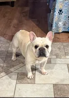 Blaze , a male French Bulldog for sale in Colorado Springs, CO – Photo 2 of 6