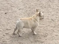Blaze , a male French Bulldog for sale in Colorado Springs, CO – Photo 3 of 6