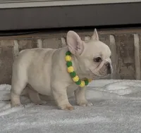 Bean , a female French Bulldog for sale in Colorado Springs, CO – 3 of 10