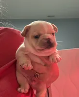 Pending Blaze , a male French Bulldog for sale in Colorado Springs, CO – 2 of 8