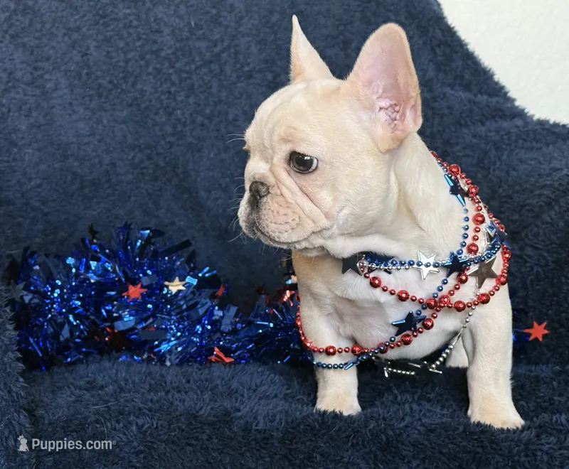 Bean  – French Bulldog puppy for sale in Colorado Springs, CO