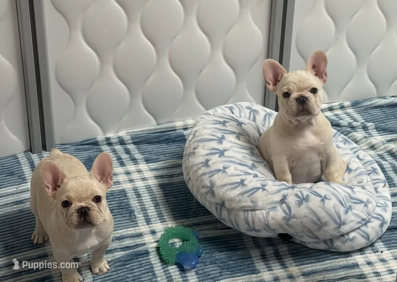 Bean  – French Bulldog puppy for sale in Colorado Springs, CO