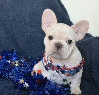 Bliss , a female French Bulldog for sale in Colorado Springs, CO – 3 of 10