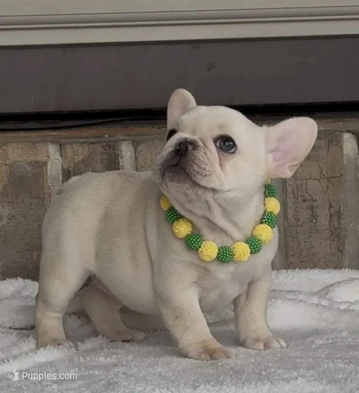 Bean  – French Bulldog puppy for sale in Colorado Springs, CO