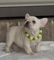 Bean , a female French Bulldog for sale in Colorado Springs, CO – 2 of 10