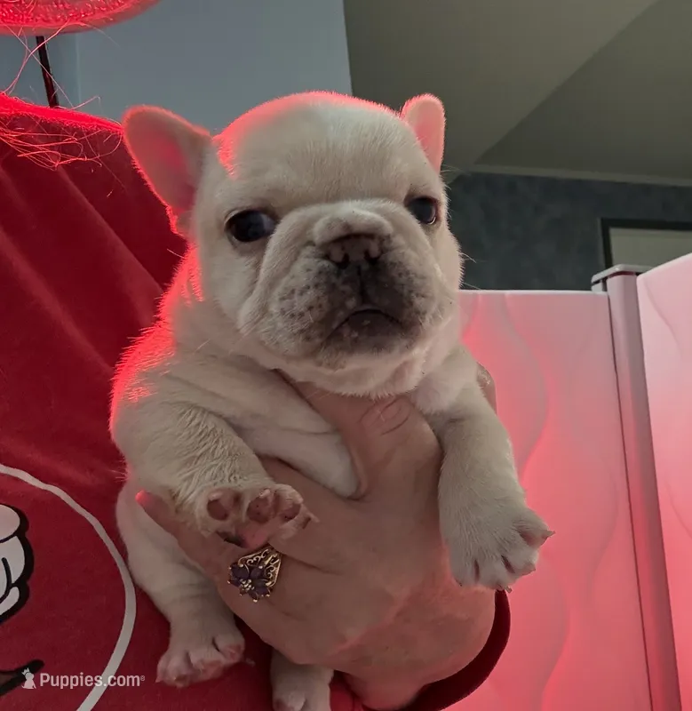 Bean  – French Bulldog puppy for sale in Colorado Springs, CO