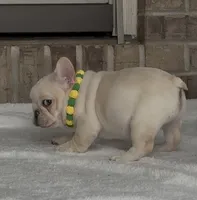 Bean , a female French Bulldog for sale in Colorado Springs, CO – 4 of 10