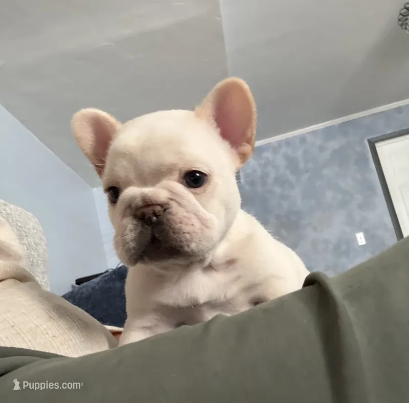 Bliss  – French Bulldog puppy for sale in Colorado Springs, CO
