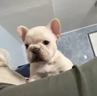 Bliss , a female French Bulldog for sale in Colorado Springs, CO – 1 of 3