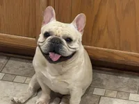  pending Bear, a male French Bulldog for sale in Colorado Springs, CO – 5 of 7