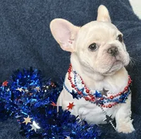 Bliss , a female French Bulldog for sale in Colorado Springs, CO – 5 of 10