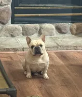  pending Bear, a male French Bulldog for sale in Colorado Springs, CO – 6 of 7