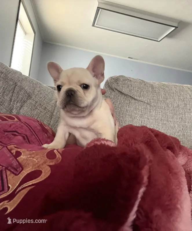 Birdie – French Bulldog puppy for sale in Colorado Springs, CO