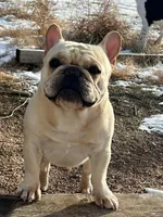 Birdie, a female French Bulldog for sale in Colorado Springs, CO – Photo 4 of 6