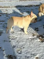 Birdie, a female French Bulldog for sale in Colorado Springs, CO – Photo 5 of 6