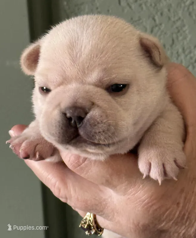 Birdie – French Bulldog puppy for sale in Colorado Springs, CO