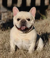 Birdie, a female French Bulldog for sale in Colorado Springs, CO – Photo 3 of 6