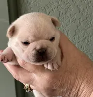Birdie, a female French Bulldog for sale in Colorado Springs, CO – Photo 2 of 6