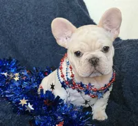 Bliss , a female French Bulldog for sale in Colorado Springs, CO – 4 of 10