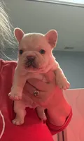  pending Bear, a male French Bulldog for sale in Colorado Springs, CO – 3 of 7