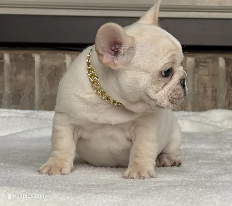 Bliss  – French Bulldog puppy for sale in Colorado Springs, CO
