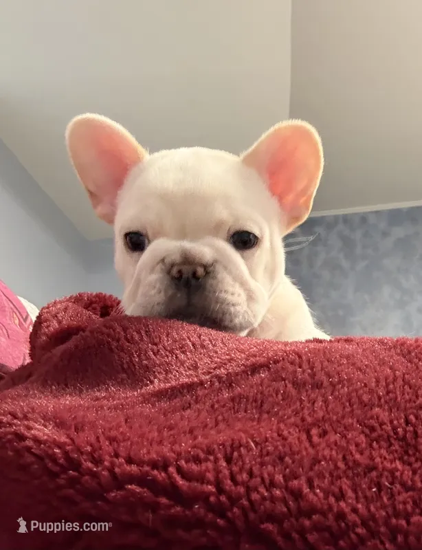 Bliss  – French Bulldog puppy for sale in Colorado Springs, CO