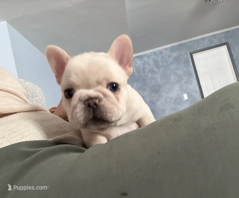 Bean  – French Bulldog puppy for sale in Colorado Springs, CO