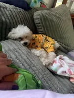 Mochi, a male Maltese for sale in Minerva, OH – Photo 9 of 10