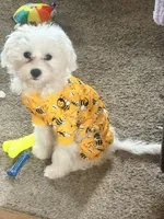 Mochi, a male Maltese for sale in Minerva, OH – Photo 7 of 10