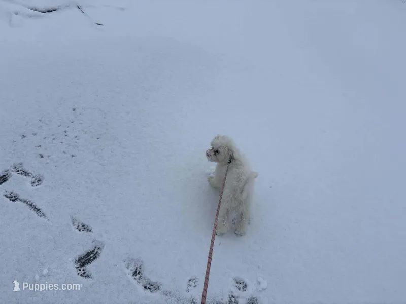 Mochi – Maltese puppy for sale in Minerva, OH