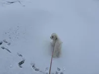 Mochi, a male Maltese for sale in Minerva, OH – Photo 1 of 10