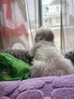 Mochi, a male Maltese for sale in Minerva, OH – Photo 8 of 10