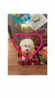 Mochi, a male Maltese for sale in Minerva, OH – Photo 3 of 10