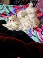 Mochi, a male Maltese for sale in Minerva, OH – Photo 4 of 10