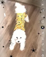 Mochi, a male Maltese for sale in Minerva, OH – Photo 2 of 10