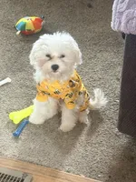 Mochi, a male Maltese for sale in Minerva, OH – Photo 5 of 10