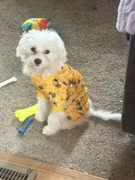 Mochi, a male Maltese for sale in Minerva, OH – Photo 6 of 10