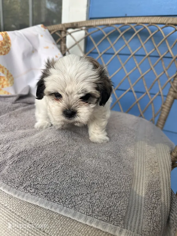 Pretty – Maltese, Shih Tzu puppy for sale in Jacksonville, FL