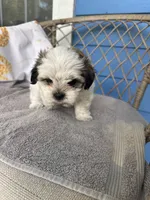 Pretty, a female Maltese and Shih Tzu for sale in Jacksonville, FL – 1 of 2